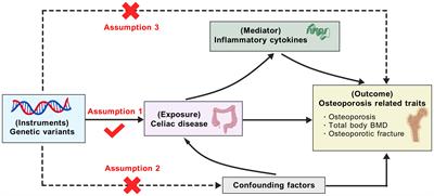 Role of interleukin-18 in mediating the impacts of celiac disease on osteoporosis: a Mendelian randomization study